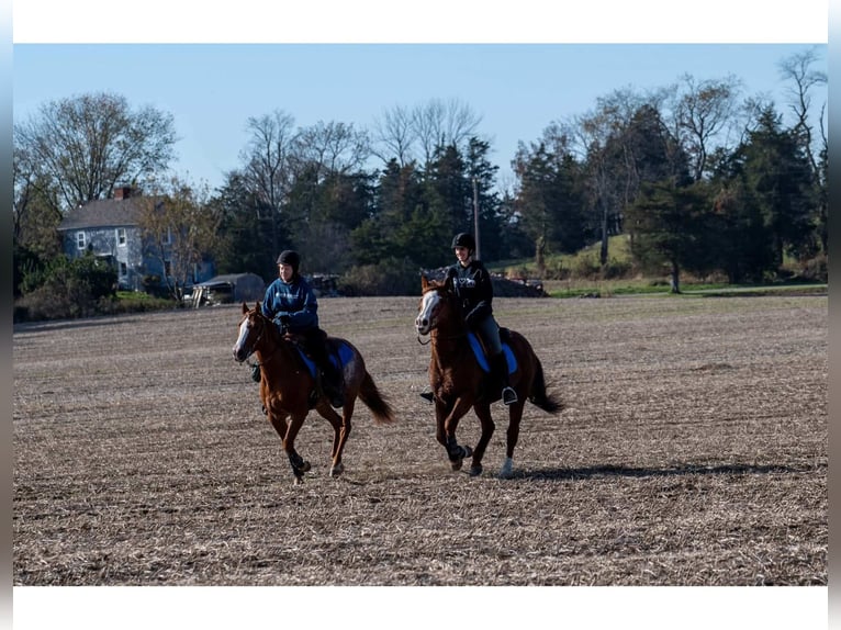 American Quarter Horse Wallach 9 Jahre Rabicano in Blairstown