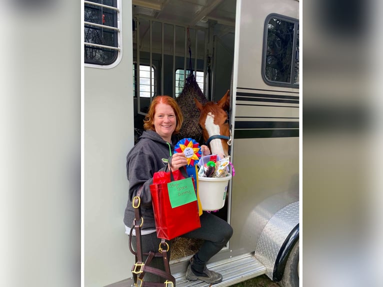 American Quarter Horse Wallach 9 Jahre Rabicano in Blairstown