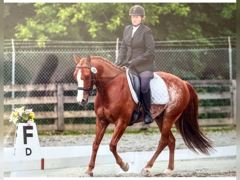 American Quarter Horse Wallach 9 Jahre Rabicano in Blairstown