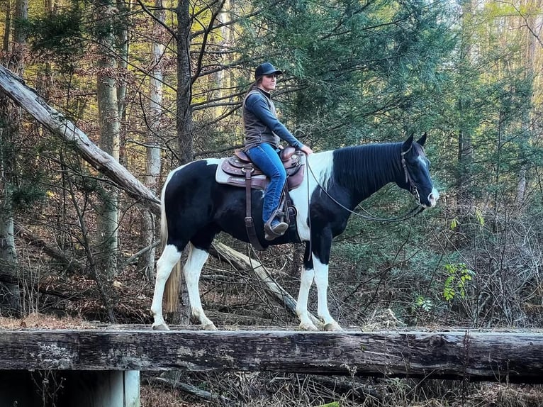 American Quarter Horse Mix Wallach 9 Jahre in Millerstown, PA