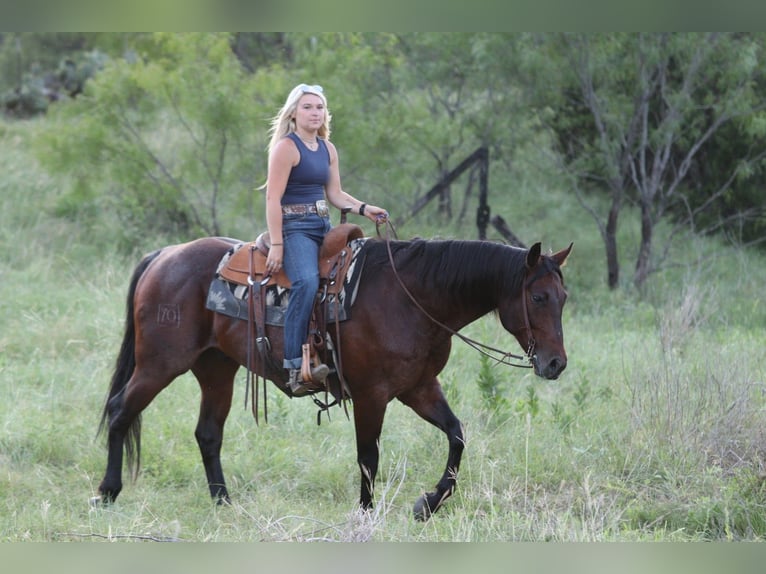 American Quarter Horse Wallach 9 Jahre Rappe in Mineral Wells
