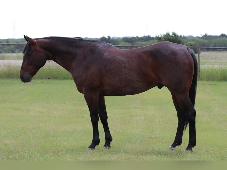 American Quarter Horse Wallach 9 Jahre Rappe in Mineral Wells