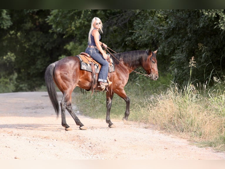 American Quarter Horse Wallach 9 Jahre Rappe in Mineral Wells