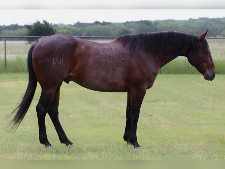 American Quarter Horse Wallach 9 Jahre Rappe in Mineral Wells