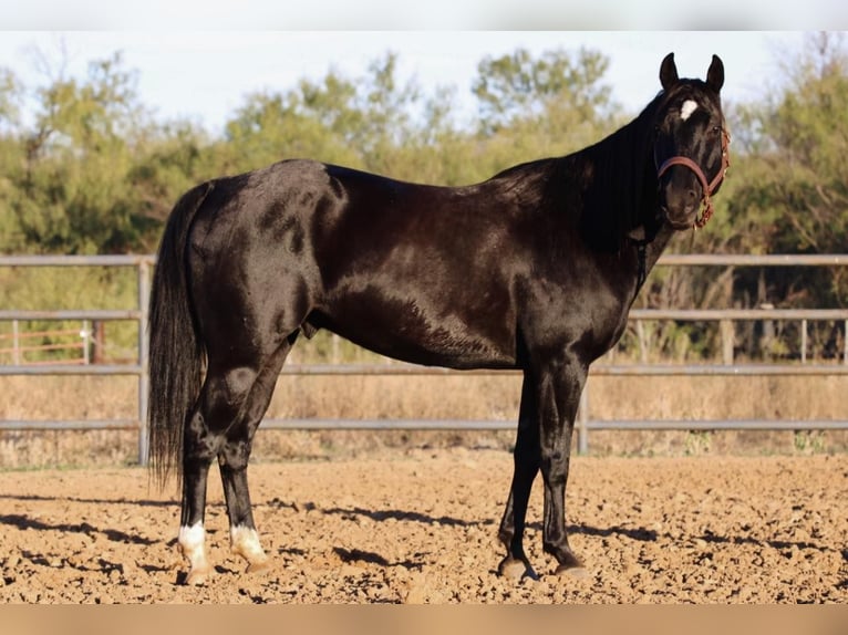 American Quarter Horse Wallach 9 Jahre Rappe in Breckenridge TX