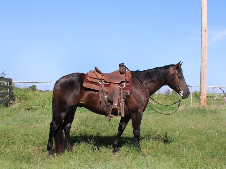 American Quarter Horse Wallach 9 Jahre Rappe in STILLWATER, OK
