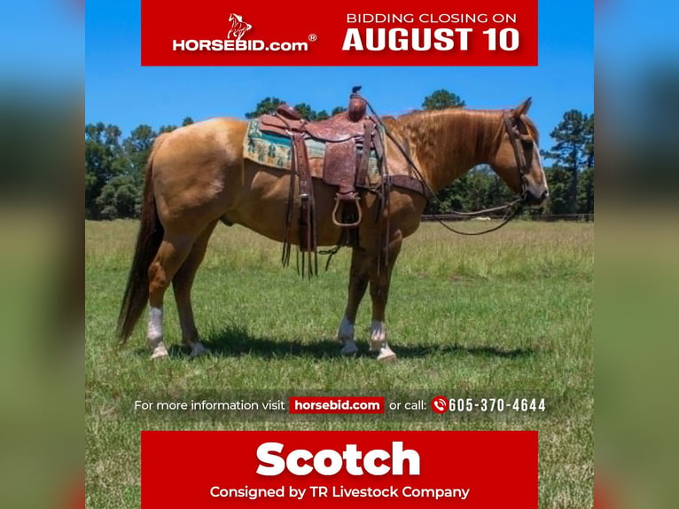 American Quarter Horse Wallach 9 Jahre Red Dun in Rusk