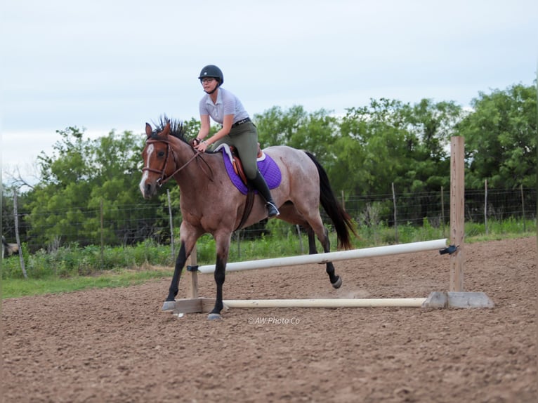 American Quarter Horse Wallach 9 Jahre Roan-Bay in Stephenville