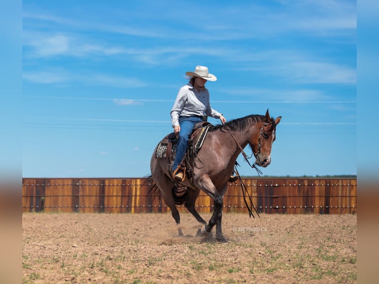 American Quarter Horse Wallach 9 Jahre Roan-Bay in Stephenville