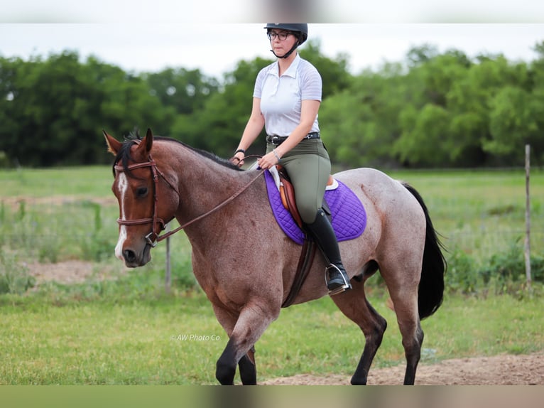 American Quarter Horse Wallach 9 Jahre Roan-Bay in Stephenville