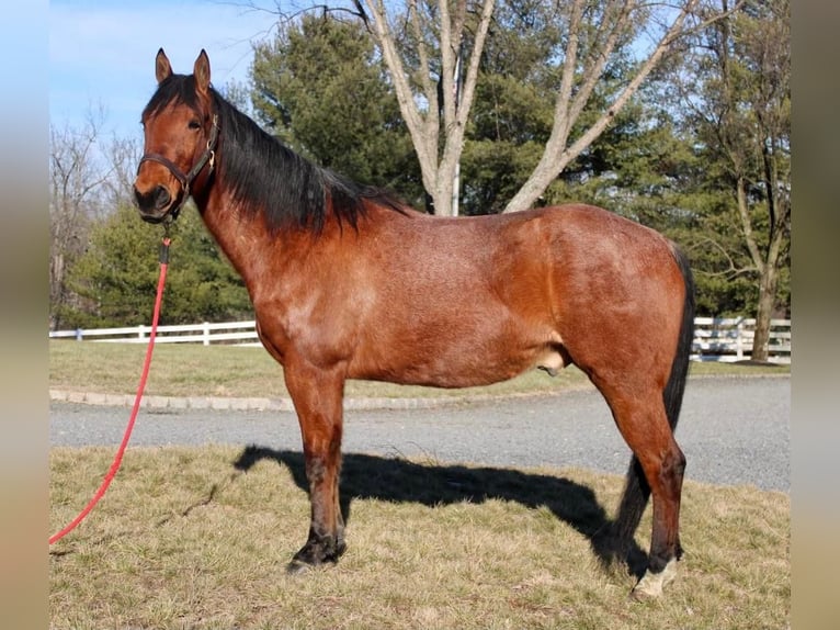 American Quarter Horse Mix Wallach 9 Jahre Roan-Bay in Allentown, NJ