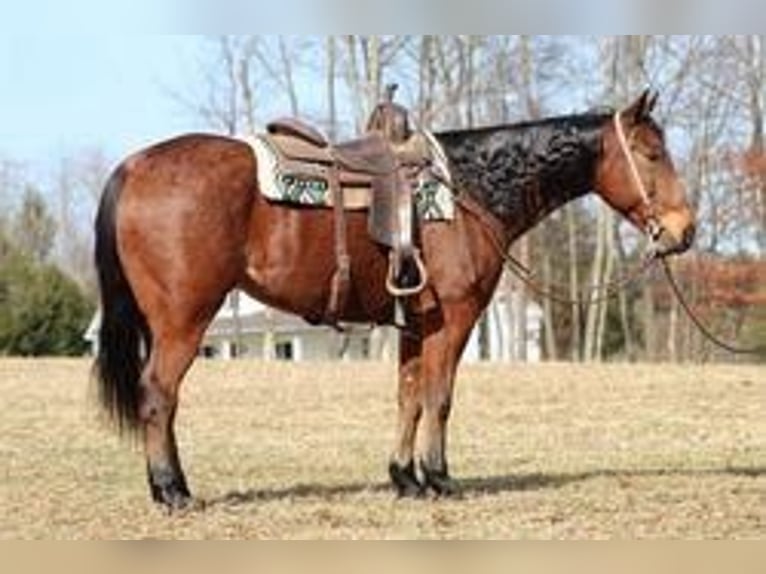 American Quarter Horse Wallach 9 Jahre Roan-Bay in Clarion, PA