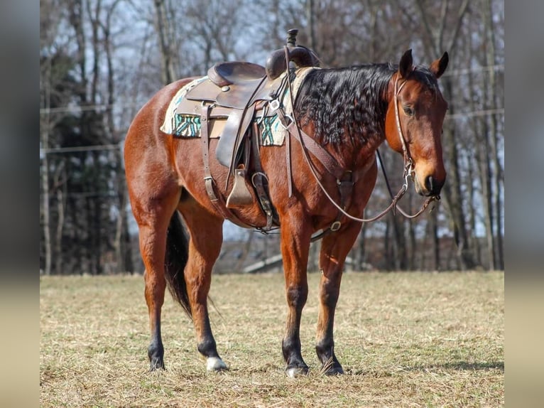 American Quarter Horse Wallach 9 Jahre Roan-Bay in Clarion, PA