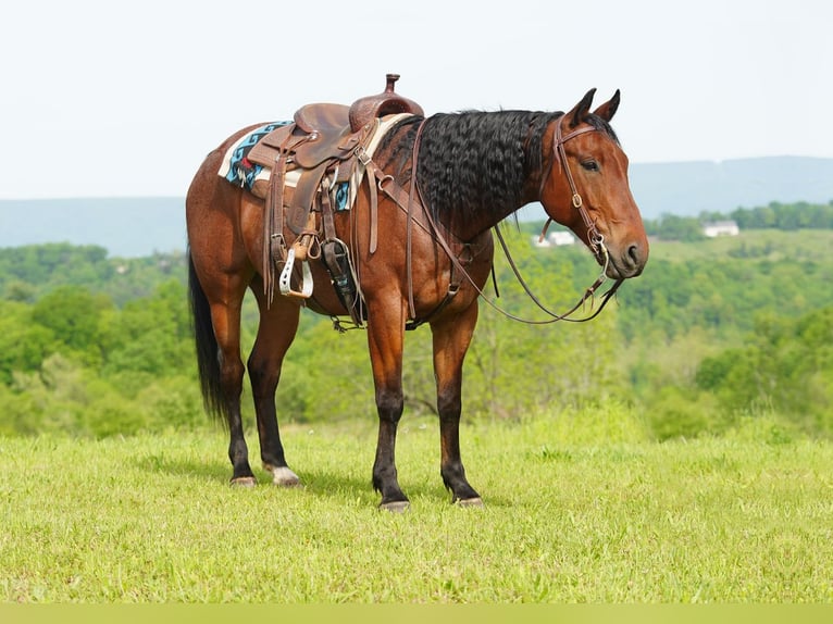 American Quarter Horse Wallach 9 Jahre Roan-Bay in Needmore, PA