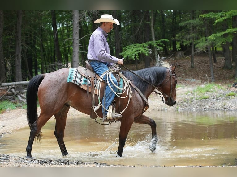 American Quarter Horse Wallach 9 Jahre Roan-Bay in Needmore, PA