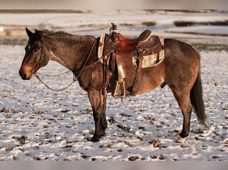 American Quarter Horse Wallach 9 Jahre Roan-Bay in Dalton