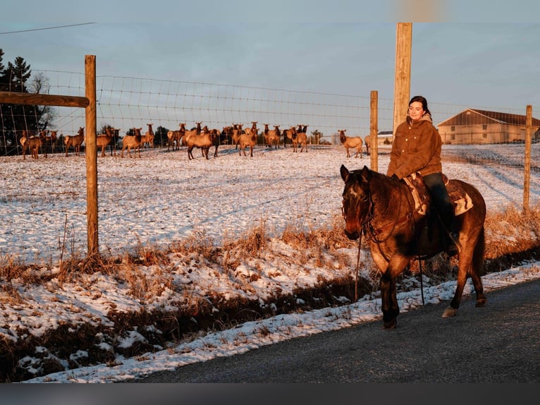 American Quarter Horse Wallach 9 Jahre Roan-Bay in Dalton