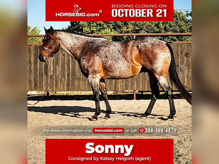 American Quarter Horse Wallach 9 Jahre Roan-Bay in Grand Island, NE