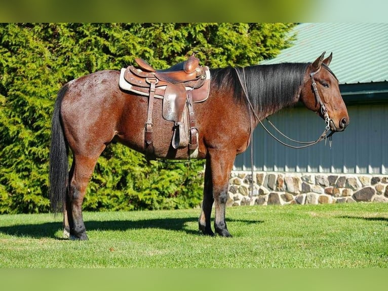 American Quarter Horse Mix Wallach 9 Jahre Roan-Bay in Howard, PA
