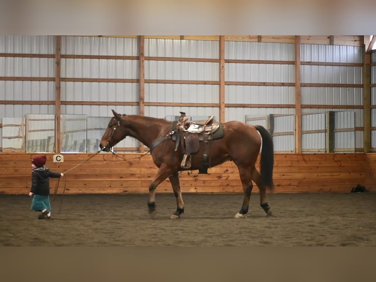 American Quarter Horse Mix Wallach 9 Jahre Roan-Bay in Howard, PA