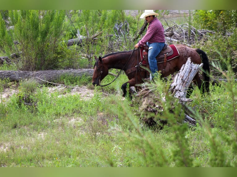 American Quarter Horse Wallach 9 Jahre Roan-Bay in Stephenville Tx