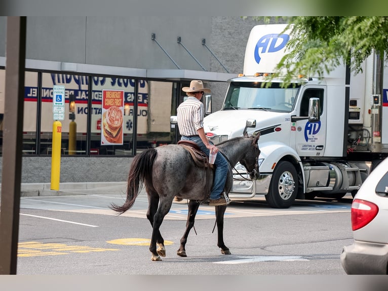 American Quarter Horse Wallach 9 Jahre Roan-Blue in Needmore