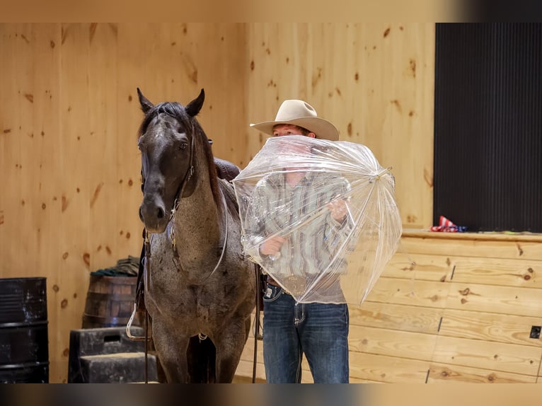 American Quarter Horse Wallach 9 Jahre Roan-Blue in Needmore
