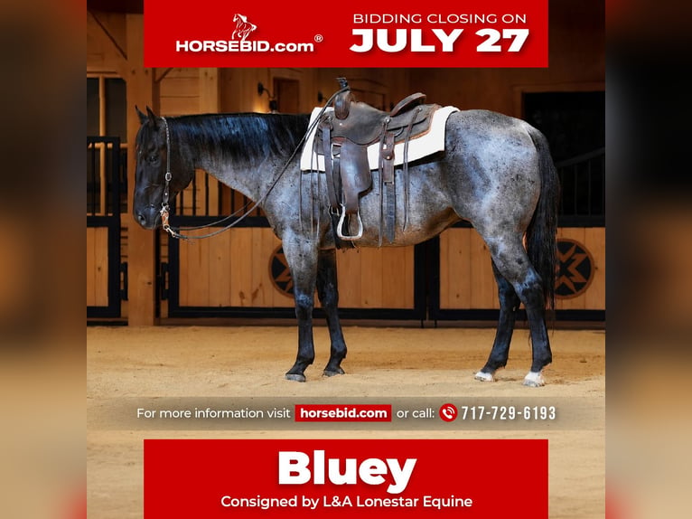 American Quarter Horse Wallach 9 Jahre Roan-Blue in Needmore