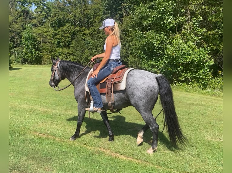 American Quarter Horse Wallach 9 Jahre Roan-Blue in Oxford
