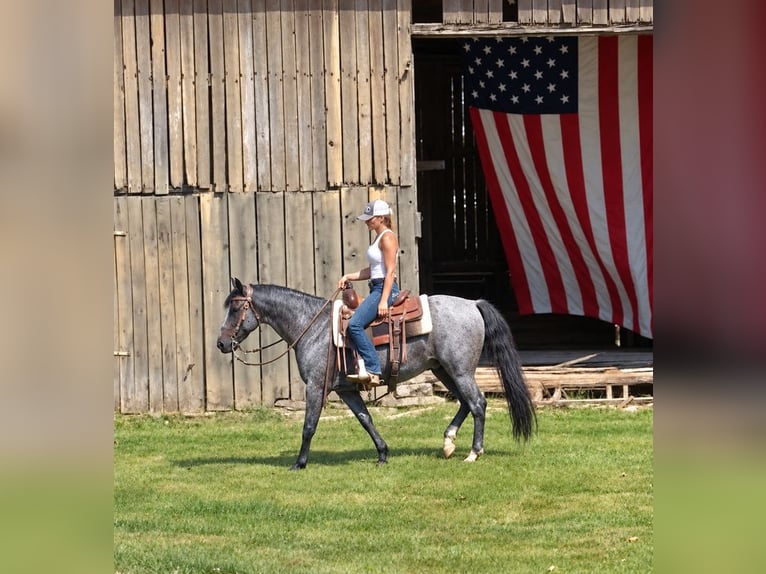 American Quarter Horse Wallach 9 Jahre Roan-Blue in Oxford