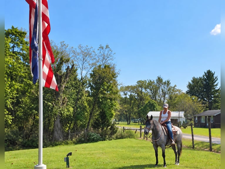 American Quarter Horse Wallach 9 Jahre Roan-Blue in Oxford