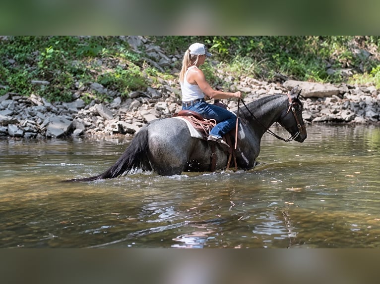American Quarter Horse Wallach 9 Jahre Roan-Blue in Oxford