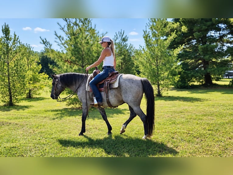 American Quarter Horse Wallach 9 Jahre Roan-Blue in Oxford