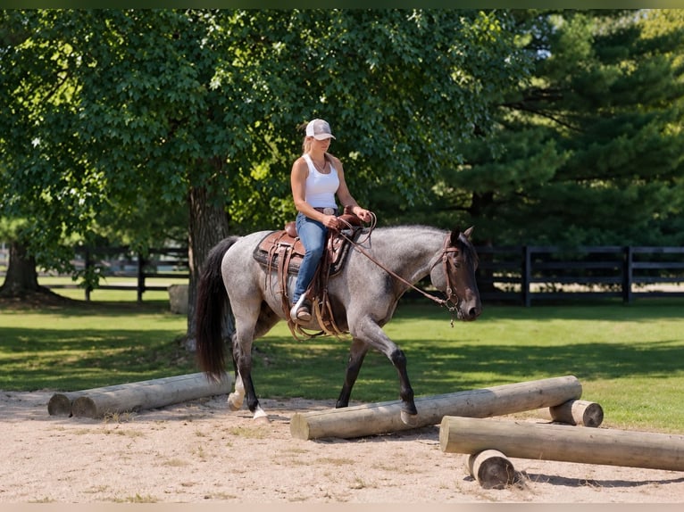 American Quarter Horse Wallach 9 Jahre Roan-Blue in Oxford