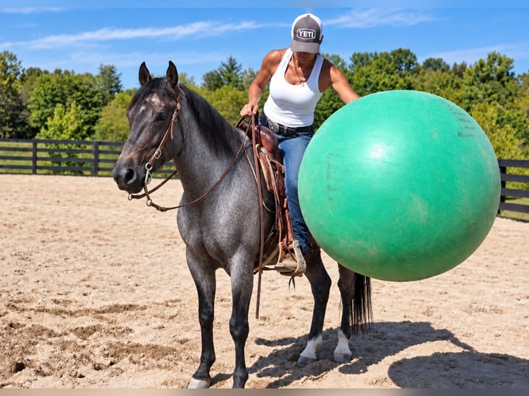 American Quarter Horse Wallach 9 Jahre Roan-Blue in Oxford