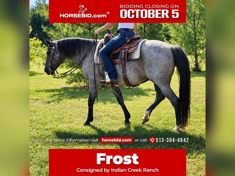 American Quarter Horse Wallach 9 Jahre Roan-Blue in Oxford