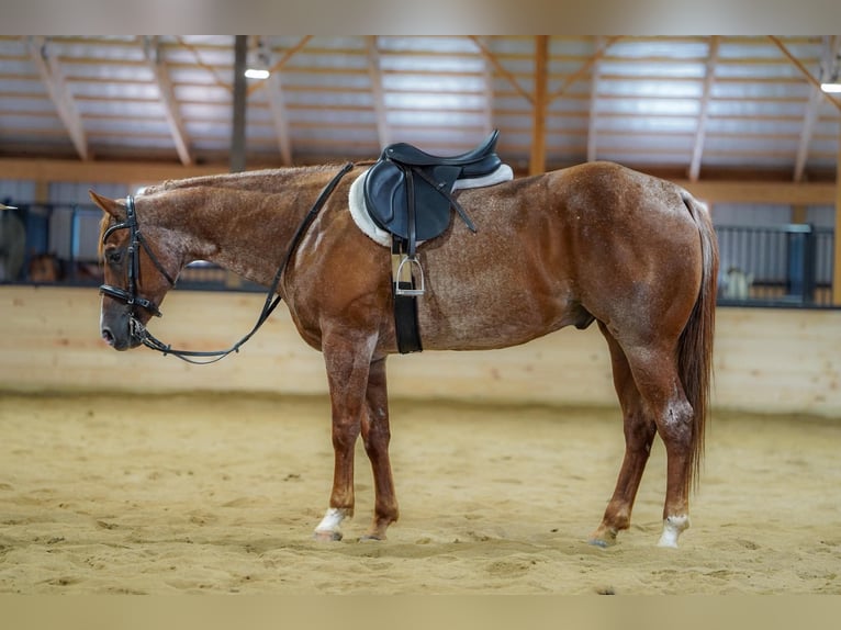 American Quarter Horse Wallach 9 Jahre Roan-Red in Clarion