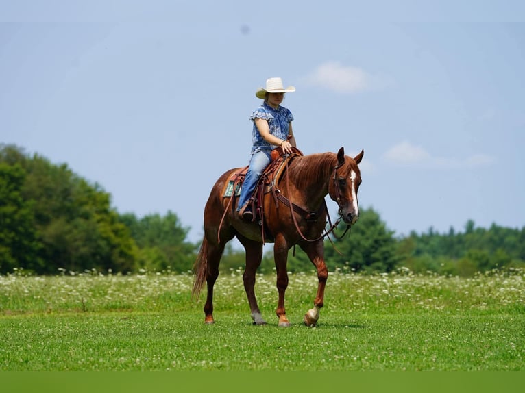 American Quarter Horse Wallach 9 Jahre Roan-Red in Clarion