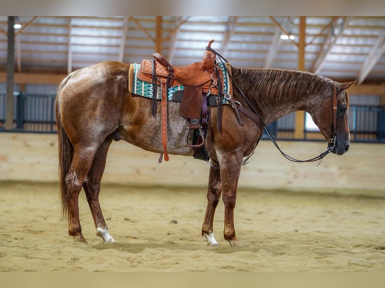 American Quarter Horse Wallach 9 Jahre Roan-Red in Clarion