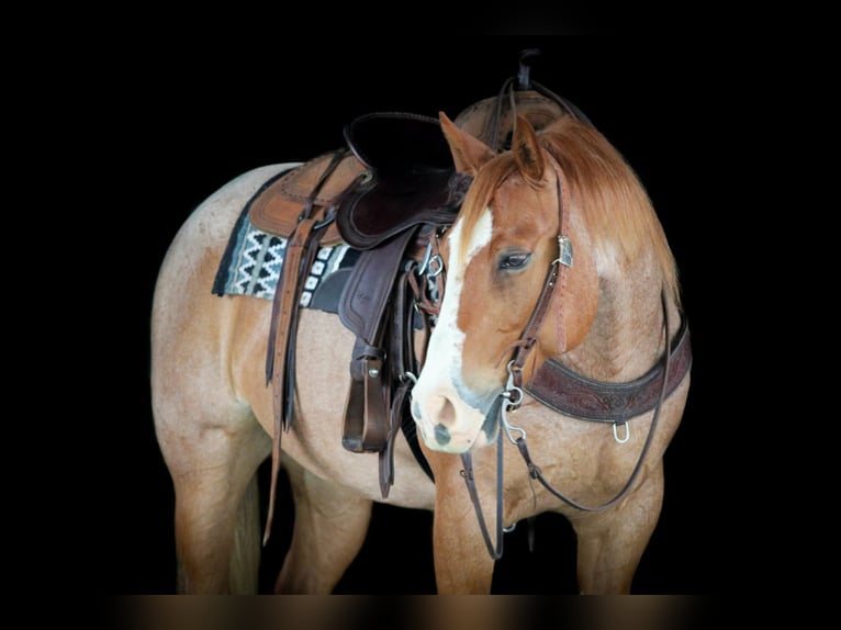 American Quarter Horse Wallach 9 Jahre Roan-Red in Clarion