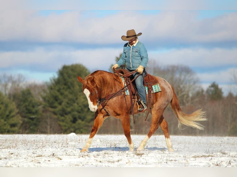 American Quarter Horse Wallach 9 Jahre Roan-Red in Clarion