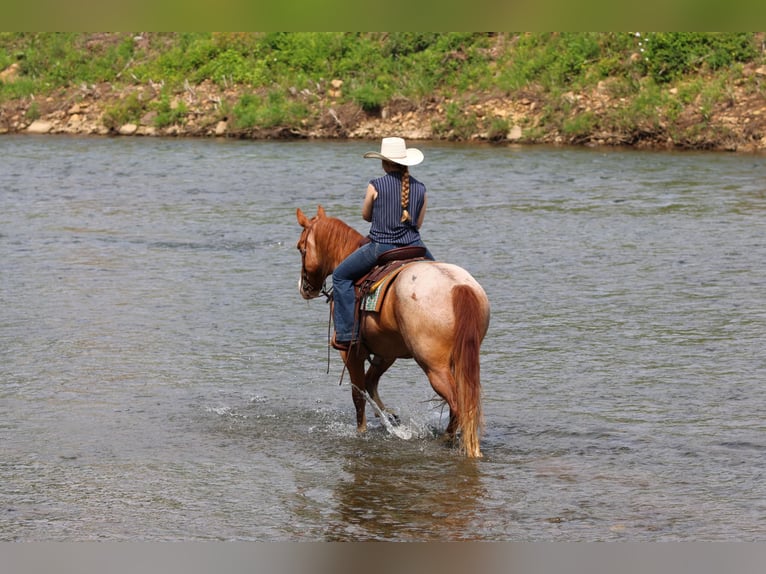 American Quarter Horse Wallach 9 Jahre Roan-Red in Clarion