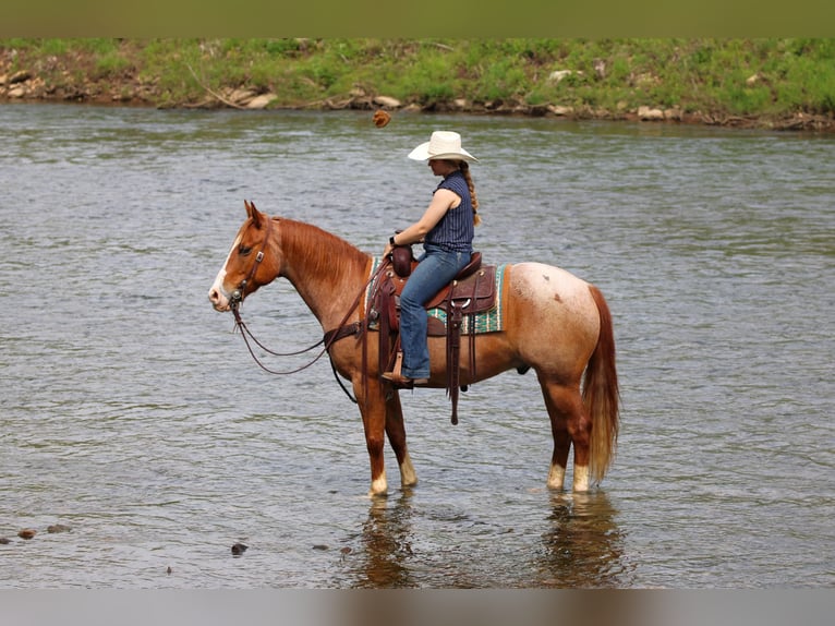 American Quarter Horse Wallach 9 Jahre Roan-Red in Clarion