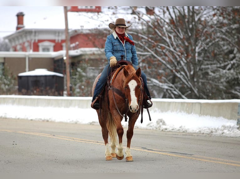 American Quarter Horse Wallach 9 Jahre Roan-Red in Clarion