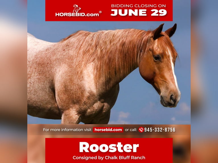 American Quarter Horse Wallach 9 Jahre Roan-Red in Mount Vernon