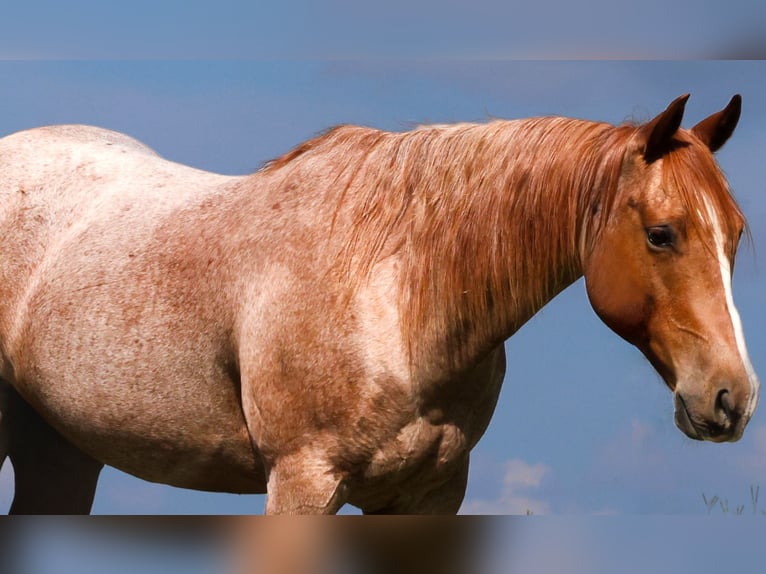 American Quarter Horse Wallach 9 Jahre Roan-Red in Mount Vernon