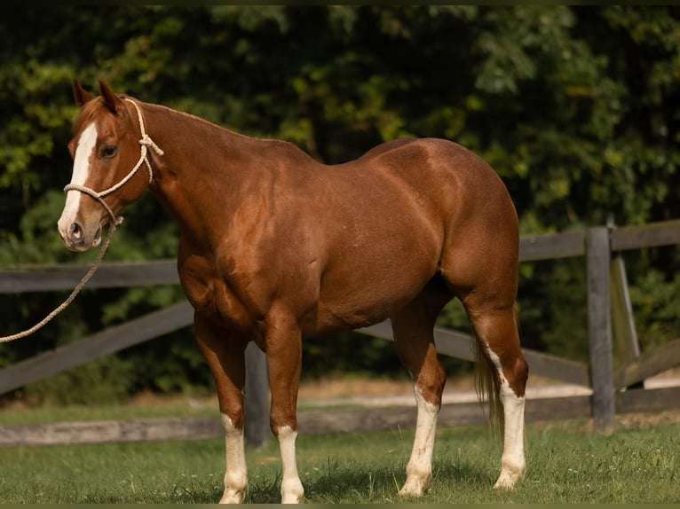 American Quarter Horse Wallach 9 Jahre Roan-Red in Bovina MS