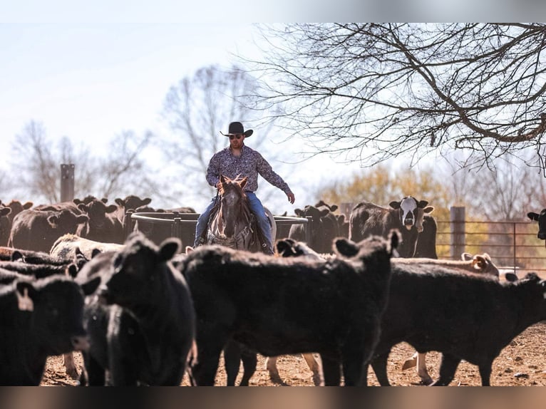 American Quarter Horse Wallach 9 Jahre Roan-Red in Santa Fe, TN