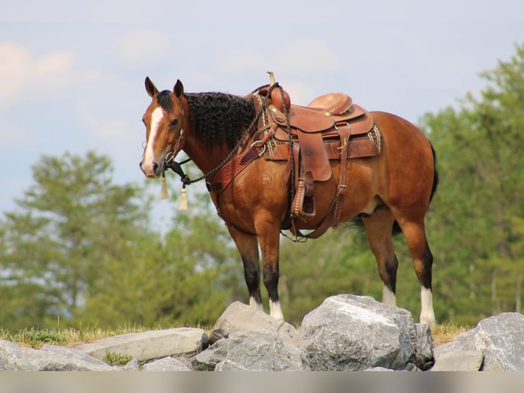 American Quarter Horse Wallach 9 Jahre Rotbrauner in Rebersburg, PA