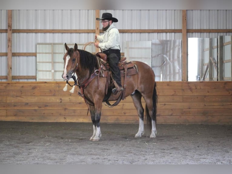 American Quarter Horse Wallach 9 Jahre Rotbrauner in Rebersburg, PA